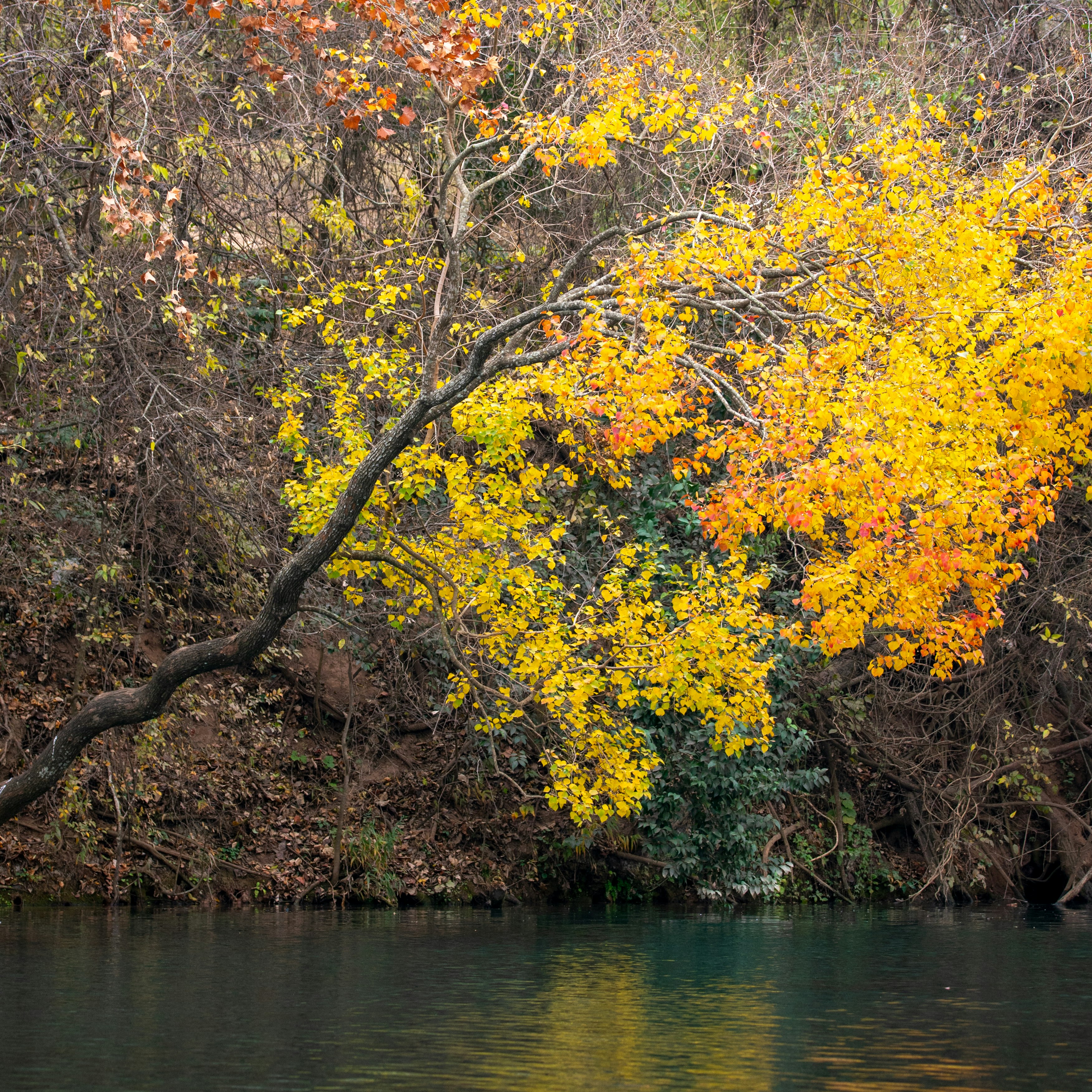 yellow and green leaf trees near body of water during daytime